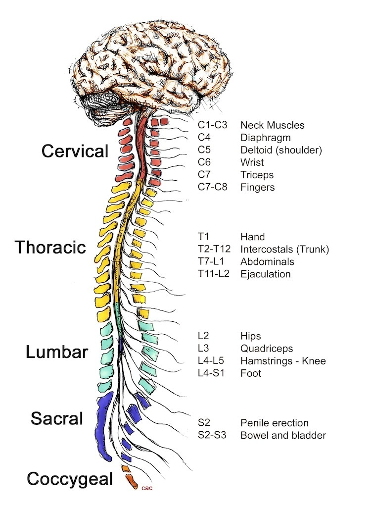 <p>Composed of the Brain and the Spinal Cord. The brain is the control center for processing information and deciding what to do. It sends information out from the brain and in from the body.</p>