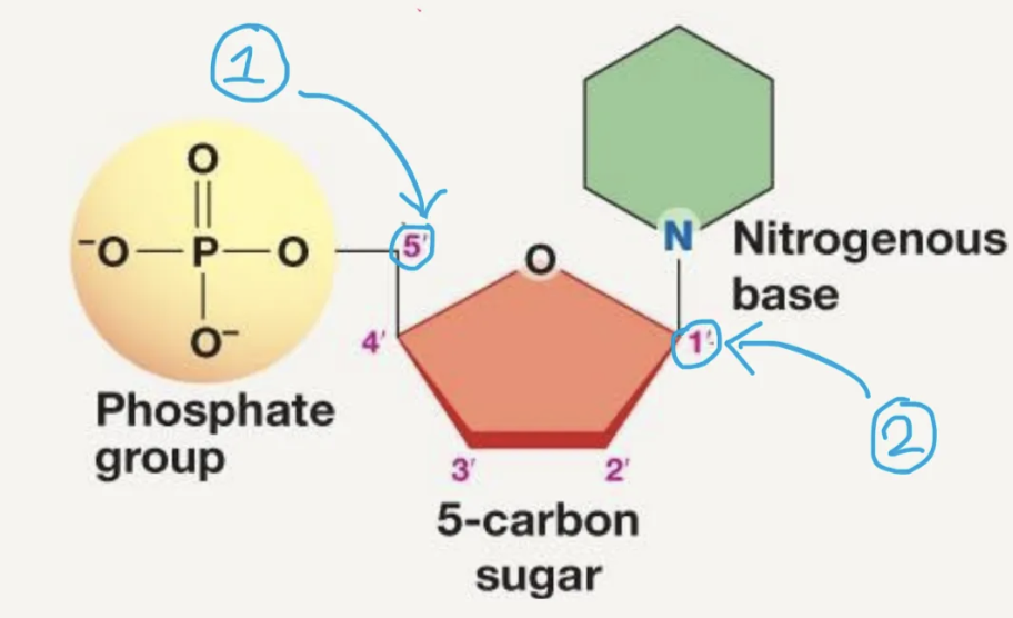<p>the phosphate is bonded to 5’ carbon (<span><strong>①</strong></span> in the picture)</p><p>nitrogenous base is bonded to 1’ carbon ( <span><strong>②&nbsp;</strong></span>in the picture)</p>
