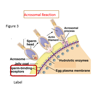 <p>Proteins on acrosomal proteins bind to sperm receptors</p>