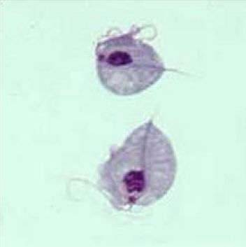 <p>Identify: Protozoa</p>