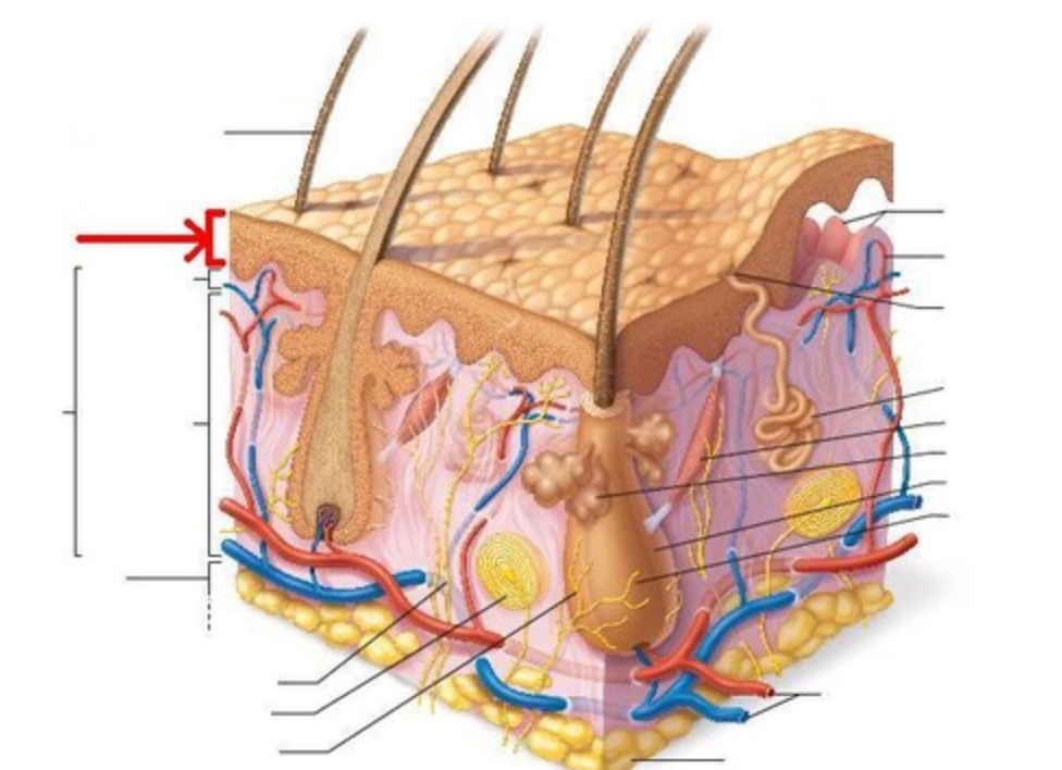 <p>Which layer of the dermis is this?</p>