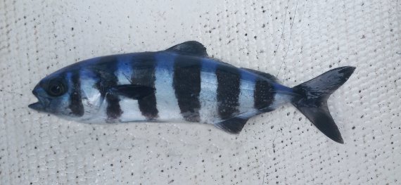 <p>Slender body</p><p>5-7 black bars that encircle the body</p><p>caudal is black with white tips</p><p>pectoral, pelvic and caudal fins are black </p><p></p>