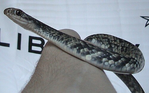 <p><em>Coluber constrictor</em></p>