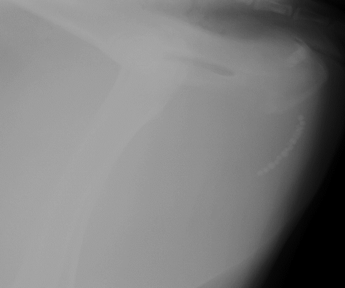 <p>ultrasound:</p><p>-identify stones and distended bladder</p><p>-subcutaneous fluid or uroperitoneum if ruptured</p><p>-check for hydronephrosis</p><p>rads: include entire urethra</p>