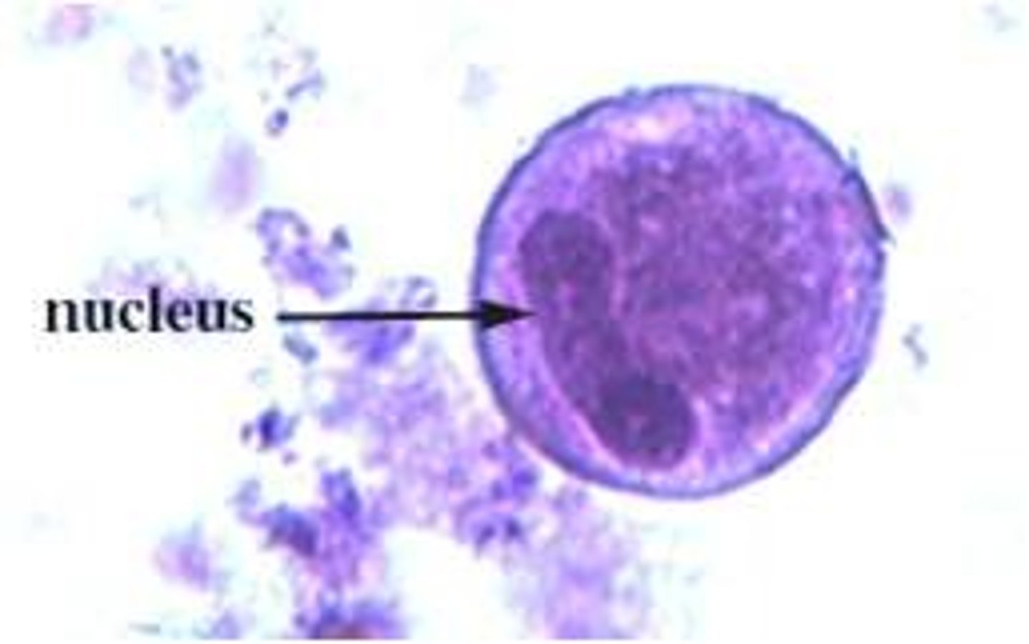 <p>*large circle with dumbbell looking nucleus</p>