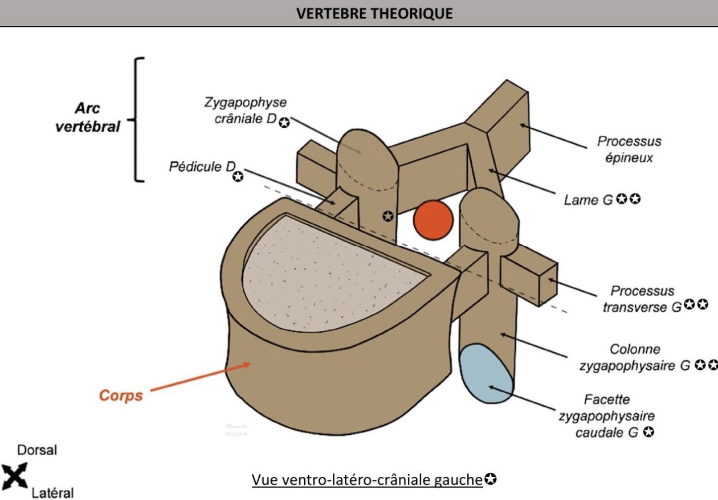 <p>2 parties: corps vertébral (ventral), arc vertébral (arc dorsal) </p><p>Foramen vertébral : canal vertébral, protection moelle épinière /méninges / nerfs spinaux </p><p>Pédicules: face cranio-dorsale du corps vertébral, horizontaux (avant→arrière), sur colonnes zygapophysaires verticales </p><p>Colonnes zygapophysaires: extrémités/facettes zygapophysaires : ventralement pour facette caudale, dorsalement pour la craniale => portent surfaces cartilagineuses (s’articulant avec vertèbres sus &amp; sous jacentes) </p><p>Processus transverses: latéralement sur colonnes, horizontaux </p><p>Lames: partent dorsalement &amp; médialement colonnes, se rejoignent pr former processus épineux (dorsalement) </p><p>Processus épineux : horizontal et caudalement, palpable </p>