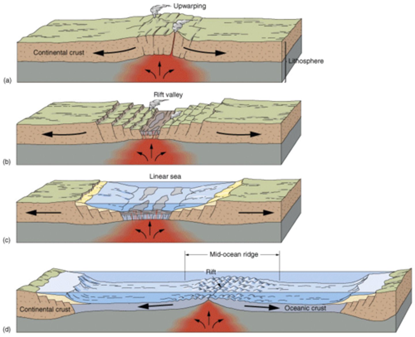 <ul><li><p>(Underwater) Rising magma creates dome/bulge.</p></li><li><p>Plates continue to spread.</p></li><li><p>Brittle rocks fracture and fault.</p></li><li><p>Dome subsides (sinks) forming a steep-sided valley.</p></li><li><p>E.g. African rift valley (African plate splitting apart).</p></li></ul><p></p>