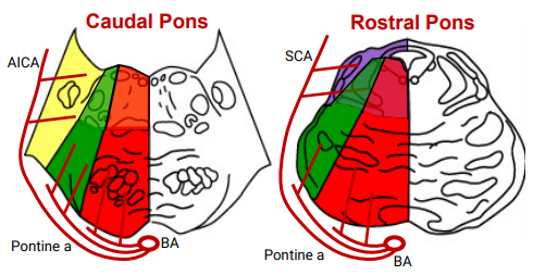 <ul><li><p>Basilar Artery: Gives rise to Pontine Arteries</p></li><li><p>Pontine Arteries: </p><ul><li><p>Supplies medial and lateral pons</p></li></ul></li><li><p>Anterior Inferior Cerebellar Arteries:</p><ul><li><p>Branch off the basilar artery at the level of the caudal pons to supply the posterior-lateral aspect of caudal-to-mid pons</p></li></ul></li><li><p>Superior Cerebellar Arteries:</p><ul><li><p>Branch of the basilar artery at the rostral pons level to supply posterior-lateral region of rostral pons</p></li></ul></li></ul><p></p>