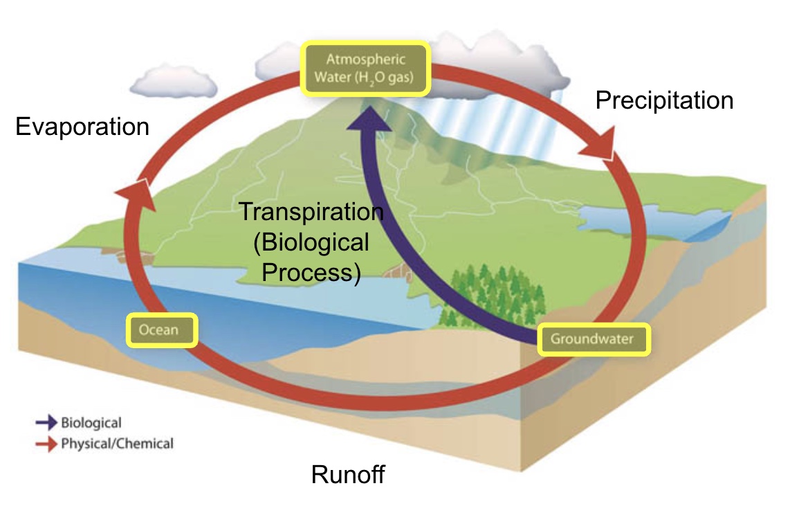 <p>Evaporation, Precipitation, and runoff</p>