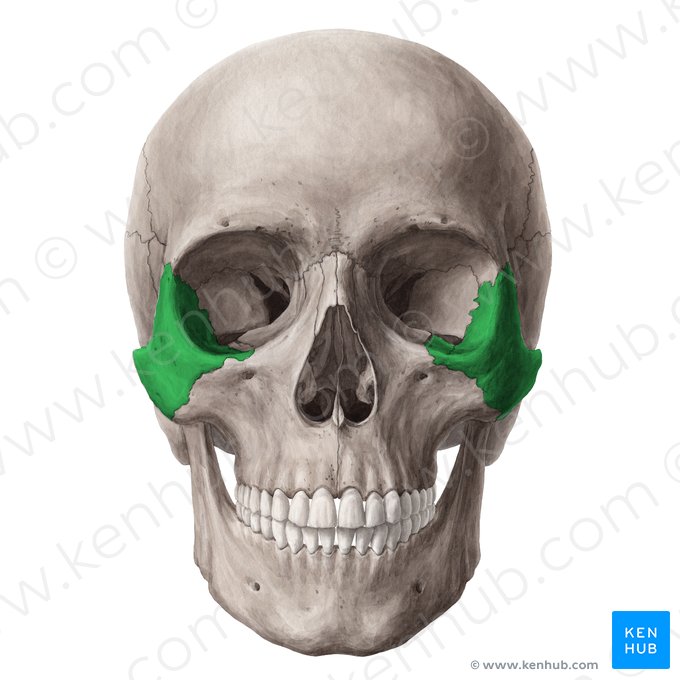 <p>Skull Bone:</p>