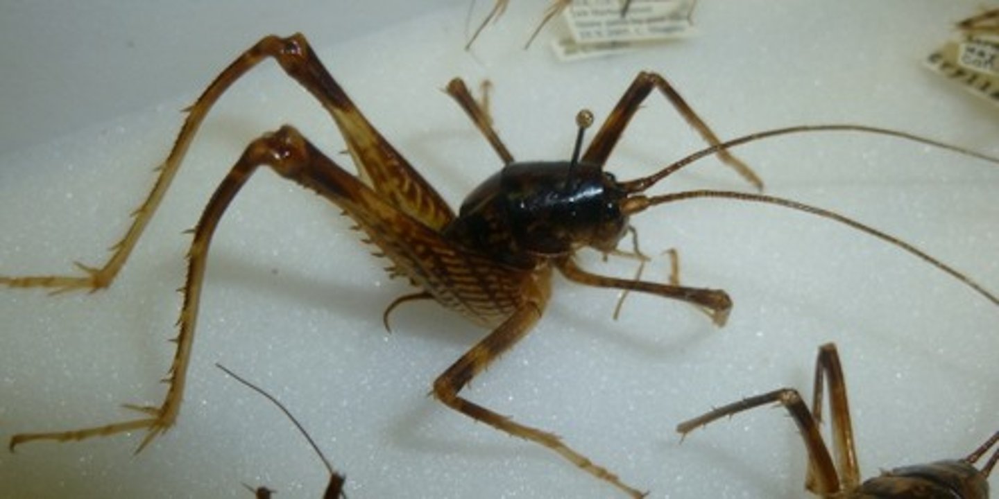 <p>Camel/cave crickets</p>