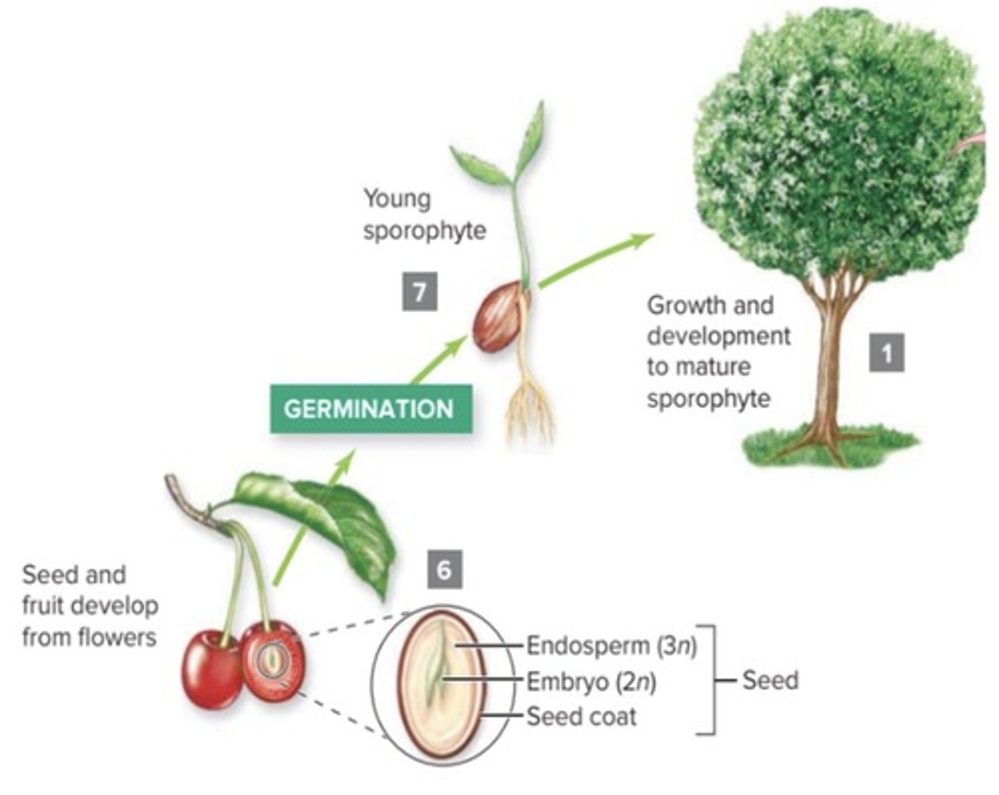 <p>A plant embryo together with its stored food, surrounded by a seed coat.</p>