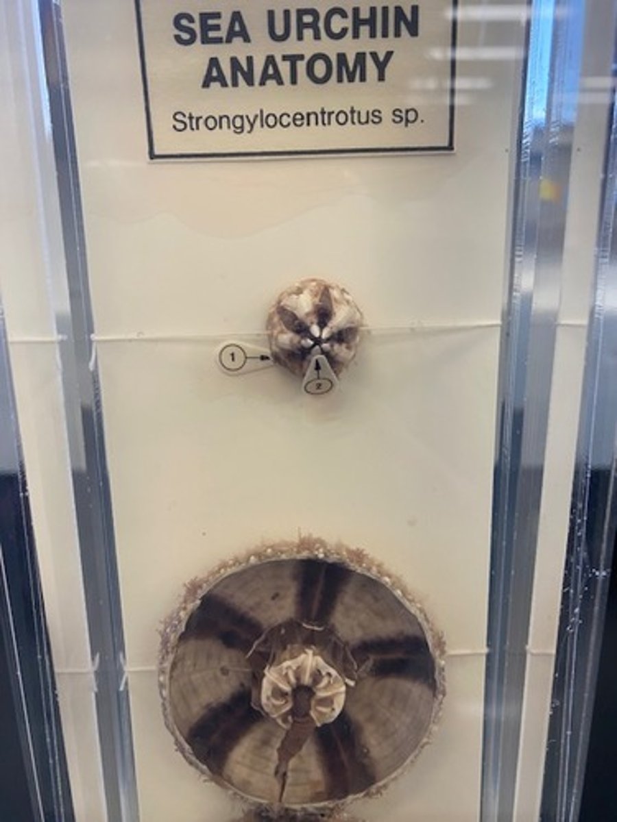 <p>What is this structure called? What organism does it belong to?</p>