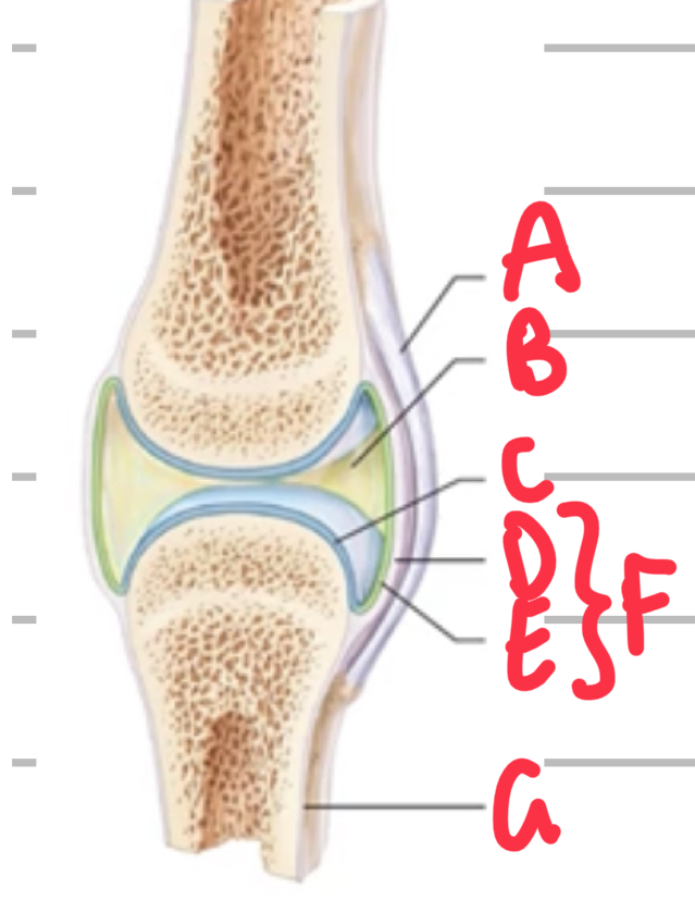 <p>Name these features of synovial joints. </p>