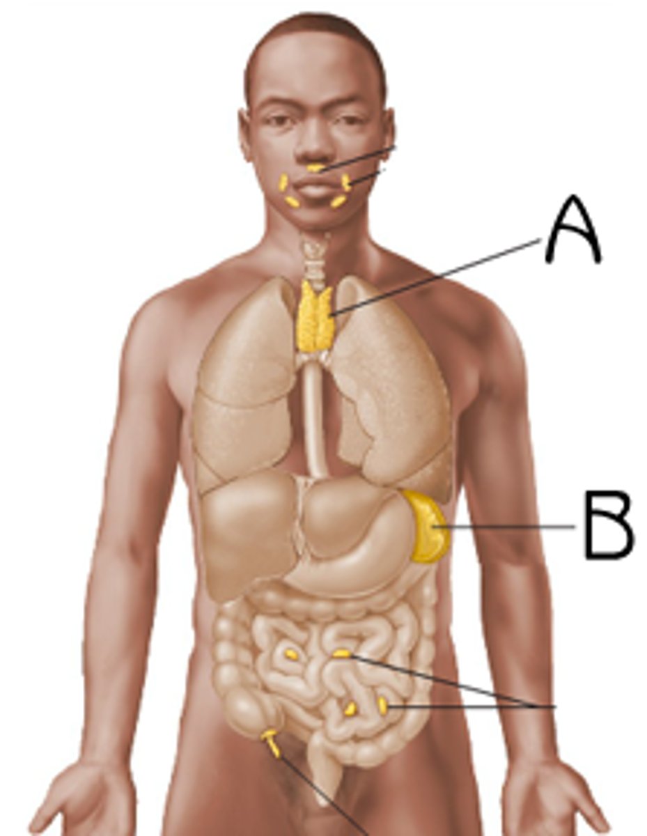 <p>break down of red blood cells and recycles iron</p>