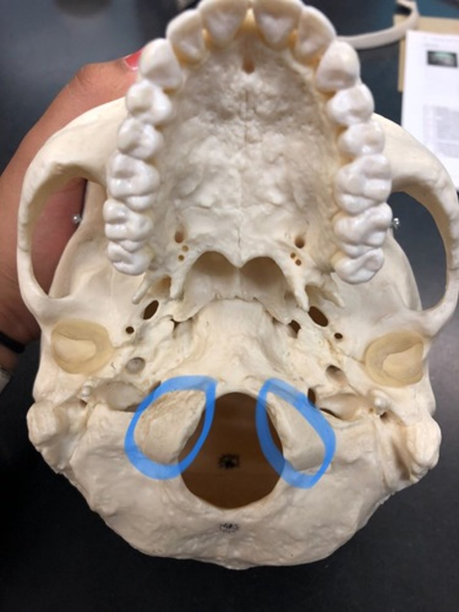 <p>Either side of foramen magnum</p>