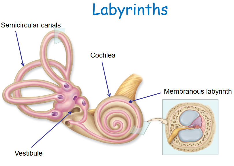 <p>Semicircular canals, vestibule, and cochlea. </p>