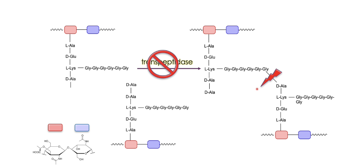 <ul><li><p>inhibition of the last step of the biosynthesis of the proteoglycan (peptidoglycan) layer of the cell wall by inhibiting transpeptidase </p></li><li><p>this prevents formation of the cross-linking → cell wall is unstable and not functional → bacterium dies </p></li></ul><p></p>