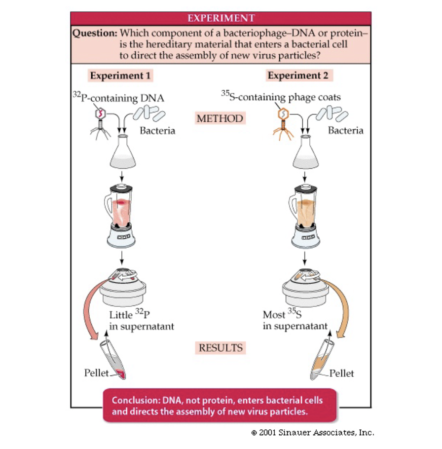 <ul><li><p>only 2 things in a virus (DNA and protein)</p></li><li><p>viruses attach to bacterial and insert material to get bacteria to create more virus</p></li><li><p>wondered if material inserted was DNA or protein</p></li><li><p>labeled protein and DNA with two different radioactive elements</p></li><li><p>infected bacteria with virus and threw it in a blender</p></li><li><p>caused protein coat to be sheared off of the bacteria</p></li><li><p>put into super natant, idea was that whatever stayed back in the pellet with the bacteria was the genetic material</p></li><li><p>now the bacteria produced more virus containing DNA marker, thus DNA must be the viral genetic material</p></li></ul>