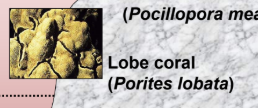 <p>6m</p><ul><li><p>Lobe coral (<em>Porites lobata</em>) </p></li></ul><p></p>