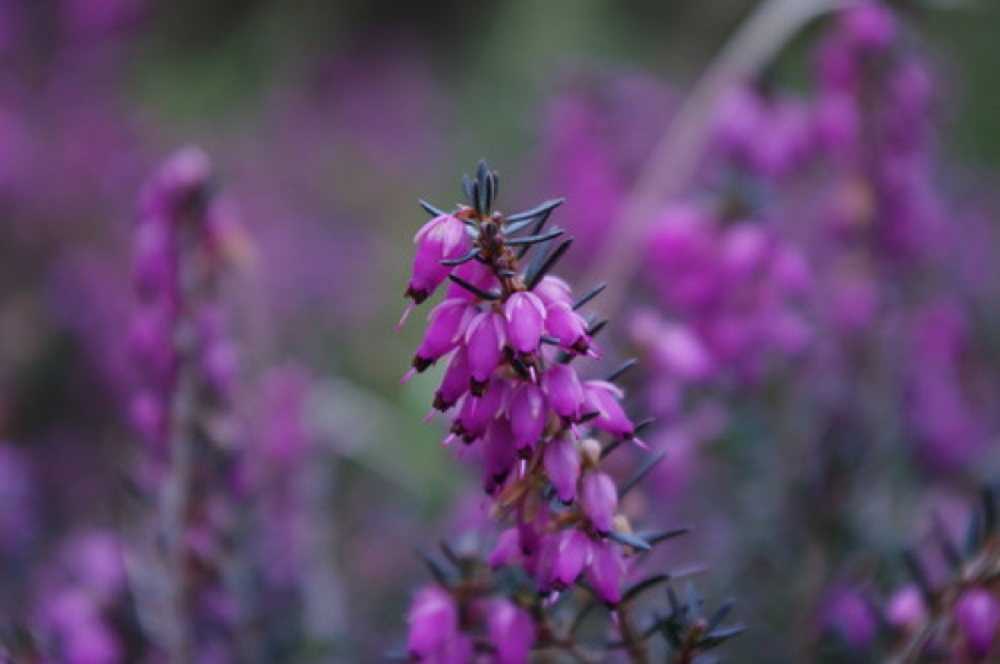 <p>purple</p>
