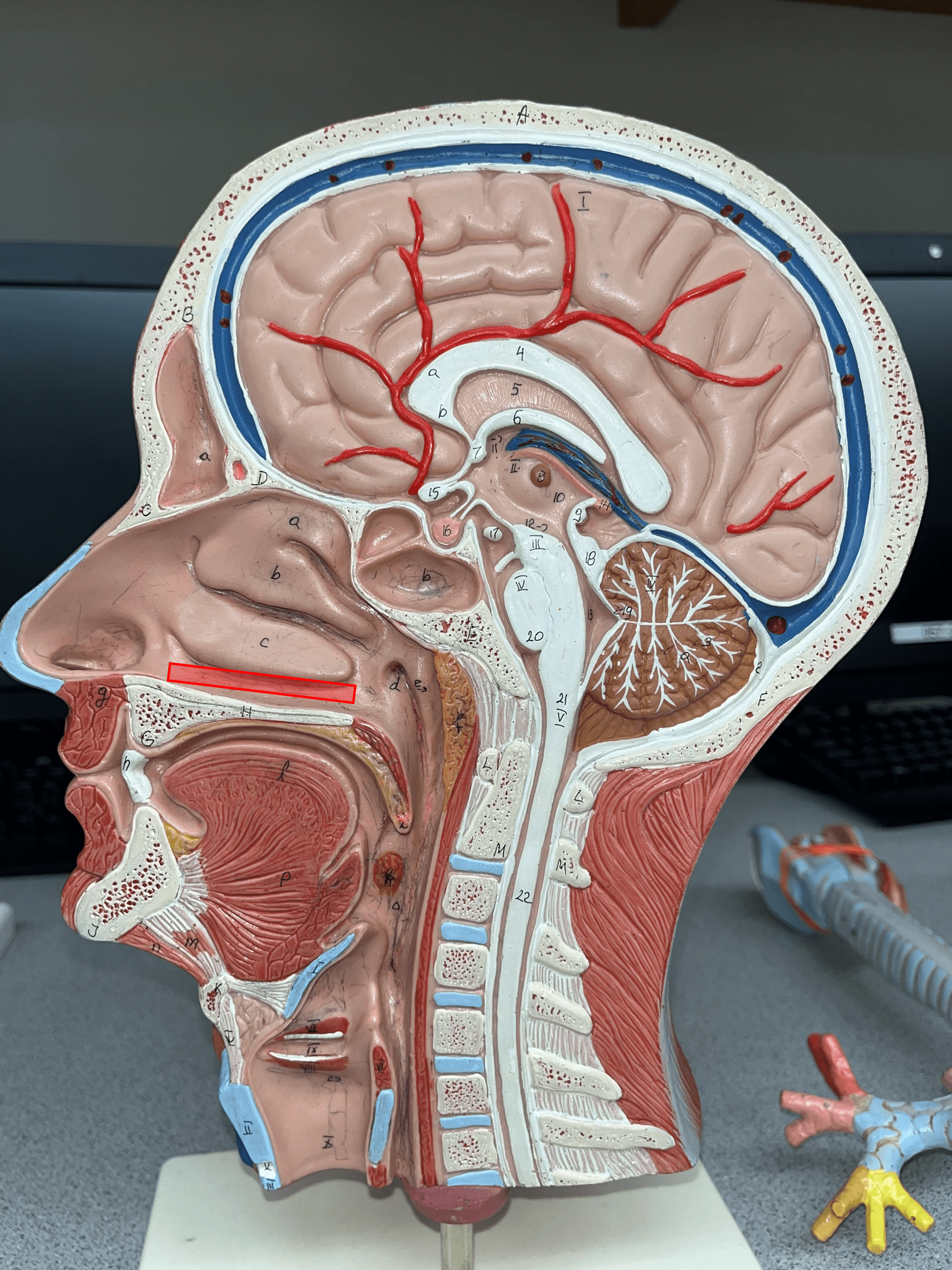 The passage air flows through the inferior concha and the floor of the palate.