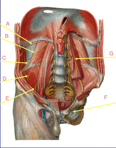 From L2 and L3, D. Sensory