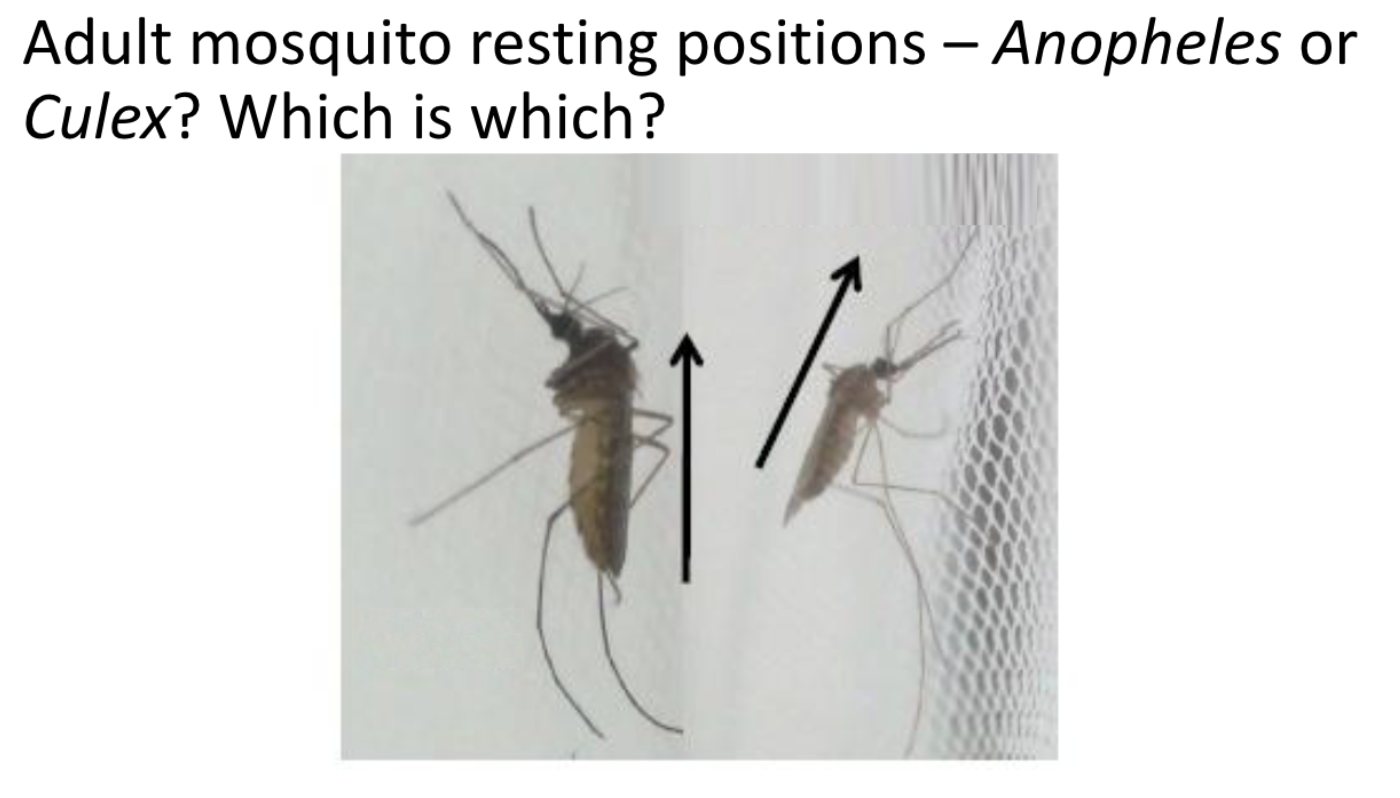 <p>Which mosquito is which?</p>