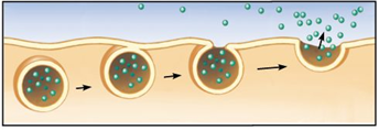 <p>Bulk transport of substances out of the cell</p>