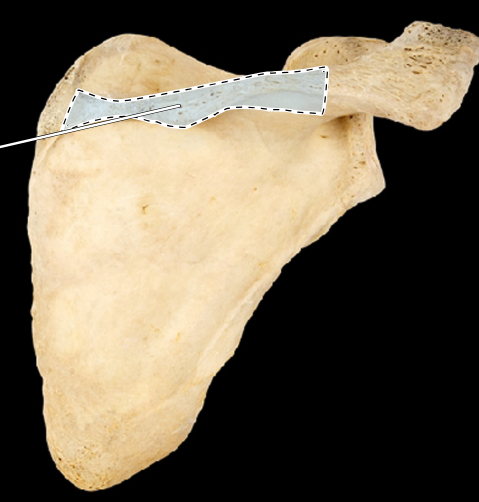 <p>Scapula, posterior view, right side</p>