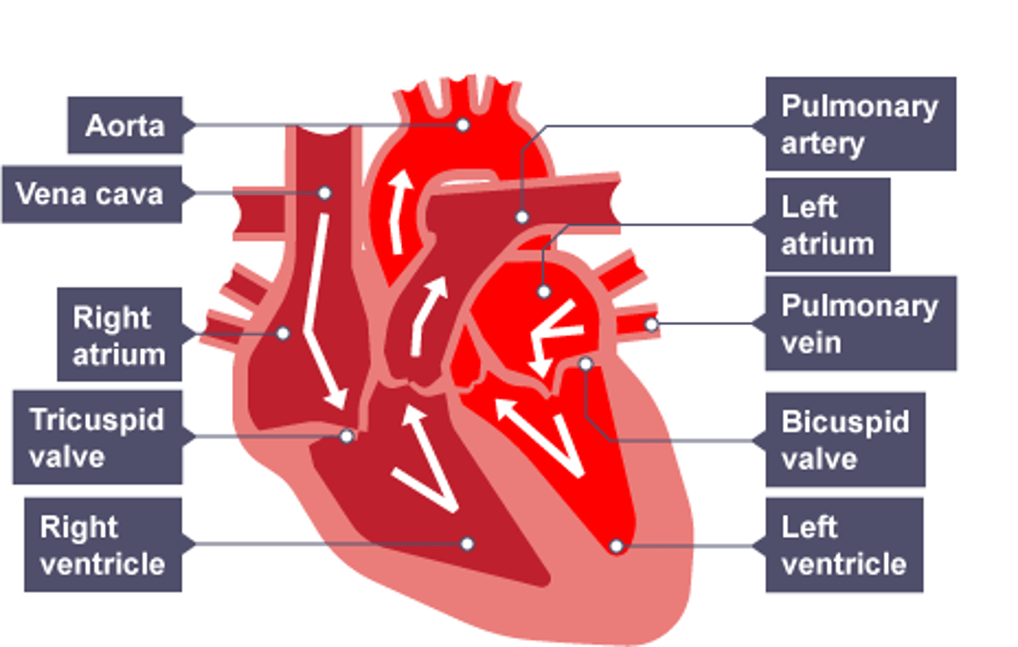 <p>-The heart is split into four chambers - the right atrium, the right ventricle (our left), the left atrium and the left ventricle (our right).</p><p>-The right atrium receives deoxygenated blood from the vena cava which moves through the right ventricle and is pumped to the lungs from the pulmonary artery.</p><p>-From the lungs, oxygenated blood is pumped back to the left atrium through the pulmonary vein + then goes through the left ventricle to be pumped around the rest of the body through the aorta.</p>