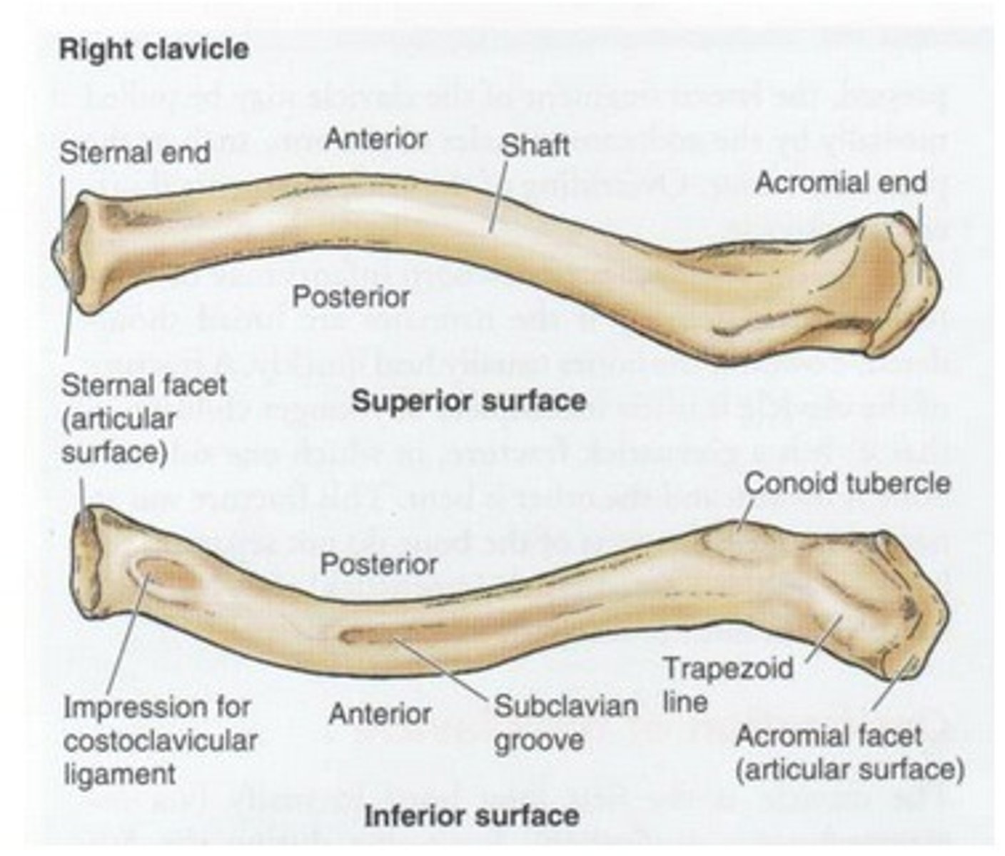 <p>convex anteriorly, and lateral half concave anteriorly</p>