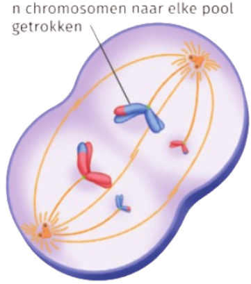 <p>Welk proces wordt hier weergegeven?</p>