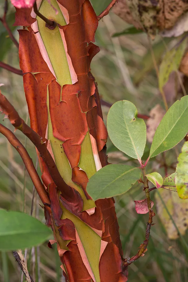 <p>-Peely bark<br>-broad leaves<br></p>