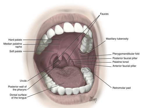 <ul><li><p>extends from the junction of hard and soft palates down to the mandible</p></li><li><p>posterior to the most distal mandibular tooth and stretches when the mouth is open wider </p></li><li><p>important to know location for injections</p></li></ul><p></p>