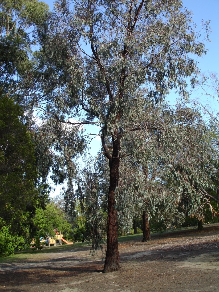 <ul><li><p>evergreen tree</p></li><li><p>30-100’ t, 20-50’ w</p></li><li><p>native to Southeast Australia</p></li><li><p>full sun, part shade</p></li><li><p>occasional to low water</p></li><li><p>well drained, neutral to akaline soil</p></li><li><p>evergreen and simple leaves; blue, elongated ovals, flat, simple margins, pinky/red margins, red stems, alternate</p></li><li><p>compound flowers; sea-urchins, clusters, white/pink/red, many stamens, fuzzy</p></li><li><p>woody capsule fruit; filled w/ seeds, spring/summer</p></li><li><p>red bark, droopy blue/green hanging leaves</p></li><li><p>textured deep veins in bark, aggressive roots, coastal conditions</p></li></ul><p></p>