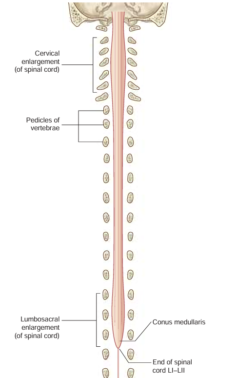 <p>tapered at the end of the spinal cord; “cone shaped end”</p>