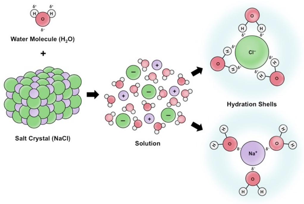 <p>It dissolves many substances due to its polar nature, allowing for chemical reactions and essential biological processes. </p>