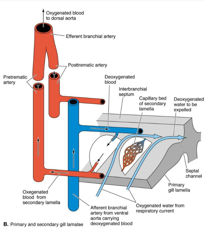 <p></p><p>• Water flows opposite direction to blood = countercurrent</p><p>• Far more efficient than both flowing in same direction (up to 95% of O2 taken up)</p><p>• Aerated blood leaving the 2º lamellae also encounters water that has not yet crossed 2º lamellae (contains more O2 than the blood)</p>