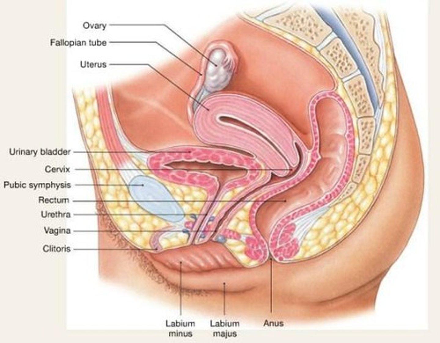 <p>Myometrium and endometrium structure of the female reproductive system.</p>