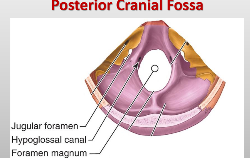 <p>Meningeal branches of ascending pharyngeal and occipital arteries</p>