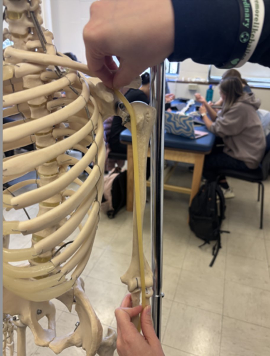 <p>What is this muscle?</p>