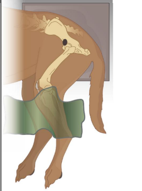 <ul><li><p>Foam wedge under sternum —&gt; prevent axial rotation&nbsp;</p></li><li><p>Foam block between HLs @ level of stifles —&gt; prevent legs crossing over&nbsp;</p></li><li><p>Check —&gt; palpate ischiatic tuberosity on both sides —&gt; should be parallel to each other&nbsp;</p></li></ul><p></p>