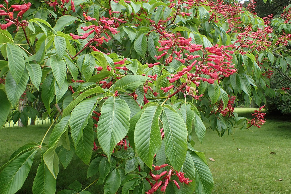 Red buckeye