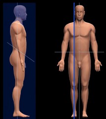 <p>Divides body into unequal right and left sides</p>