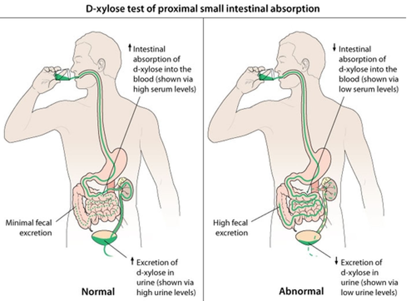<p>Baseline serum &amp; urine amounts are taken; serum levels collected again at 1 hr (peds) or 2 hrs (adults) while urine levels are collected again at 5 hrs</p>