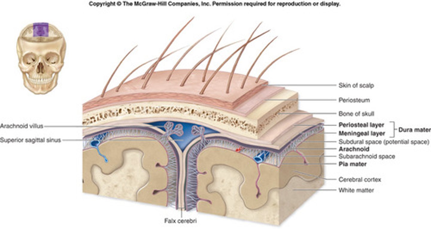 <p>dura mater, arachnoid, pia mater</p>