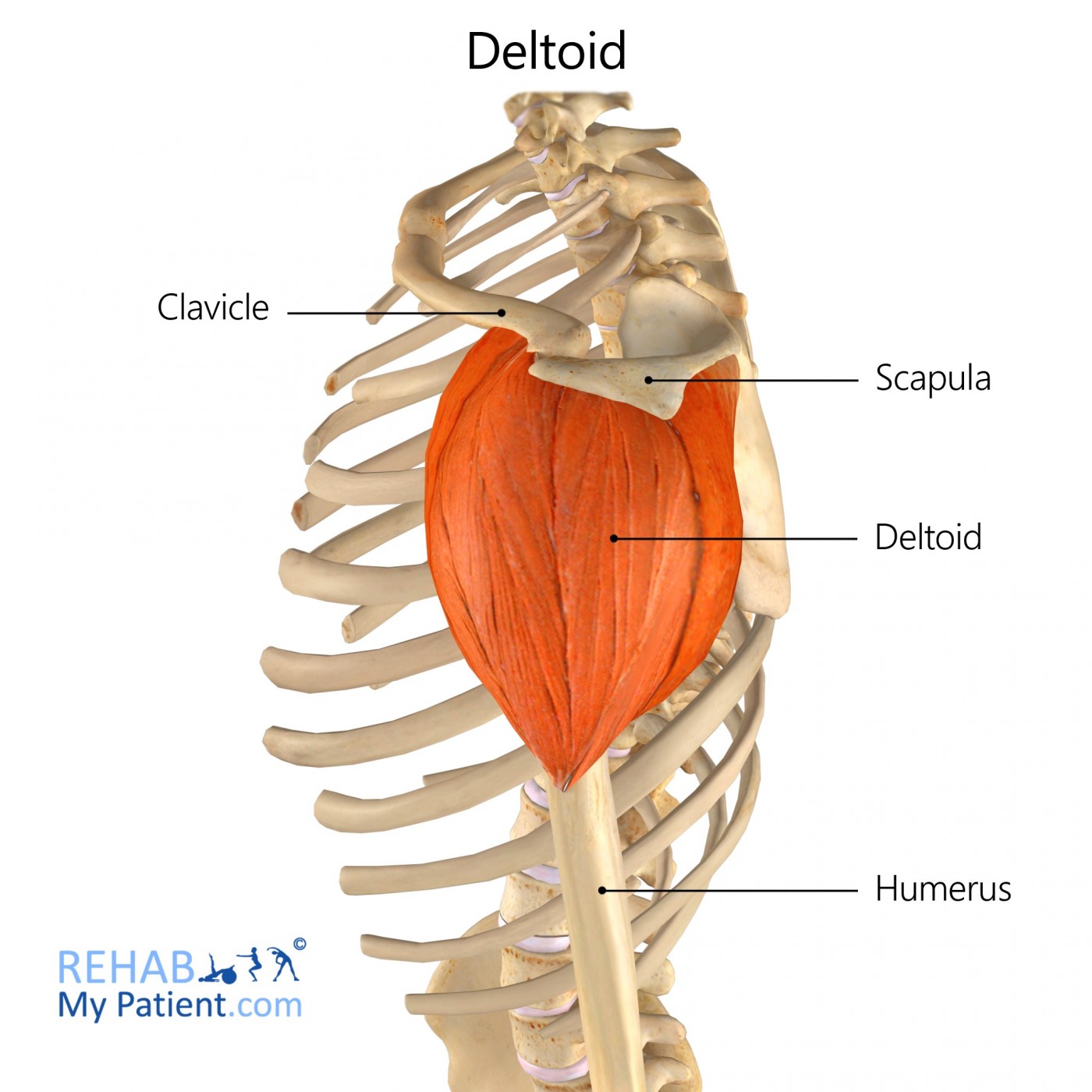 <p>Deltoid nerve</p>