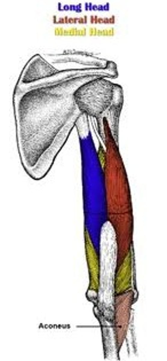 <p>-Origin=Long head: infraglenoid tubercle of scapula</p><p>=Lateral head: above the radial groove</p><p>=Medial head: below the radial groove</p><p>-Insertion Olecranon process of ulna</p><p>-Nerve: Radial nerve</p><p>Actions= Extends forearm,</p><p>= long head extends,adducts arm, Extends shoulder</p>
