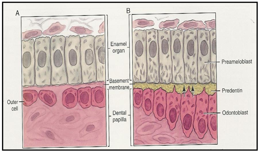 <p>Dentinogenesis → Outer cells of the dental papilla differentiating into Odontoblasts </p>